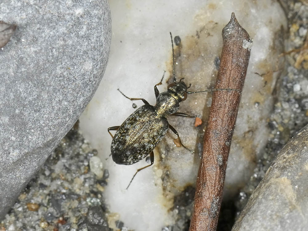 Asaphidion flavipes? no, Asaphidion caraboides